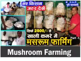 mushroom-farming-in-low-investment